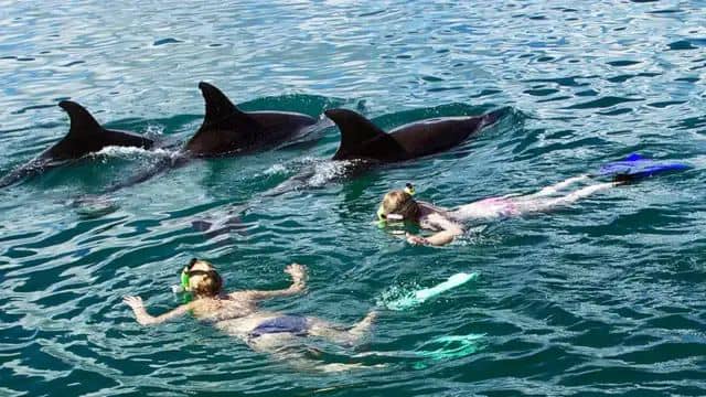 Dolphin Tour