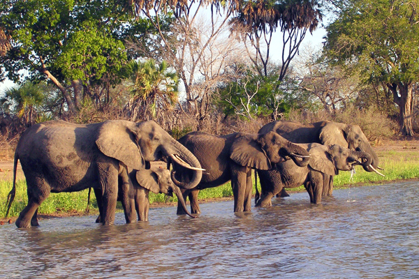 Selous Game Reserve